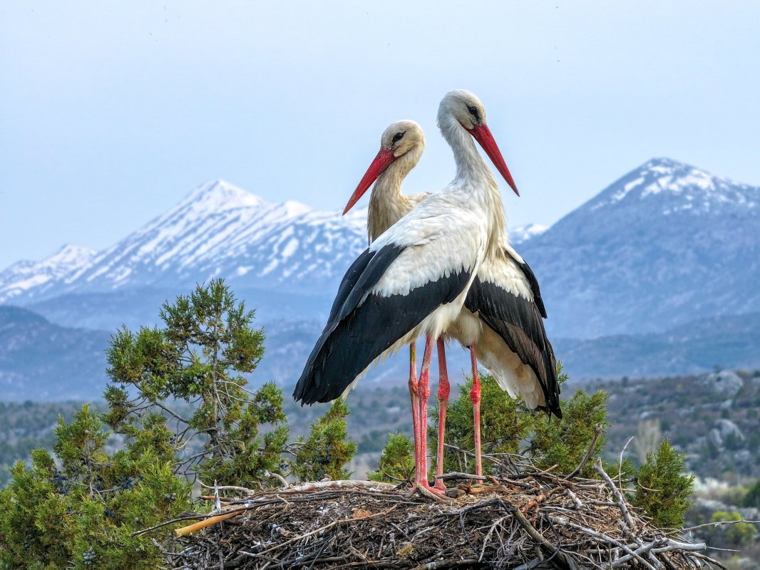 Beyşehir Leylekler Vadisi'nde Bahar Şöleni: Kuluçka Heyecanı Başladı