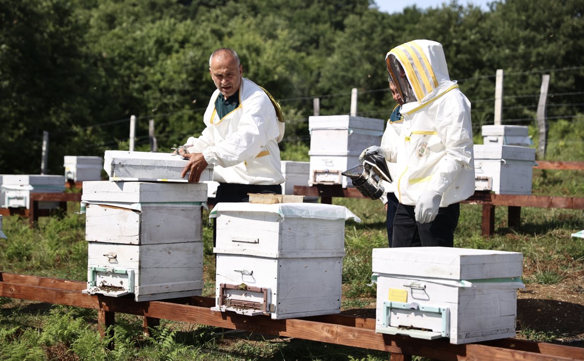 Sinop Bal Ormanları İle Rekolteyi Katlayacak: 17 Bin Kovan Kapasitesi!